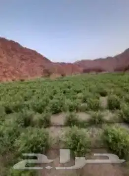 حناء ضواحي ينبع منطقة المدينه 4