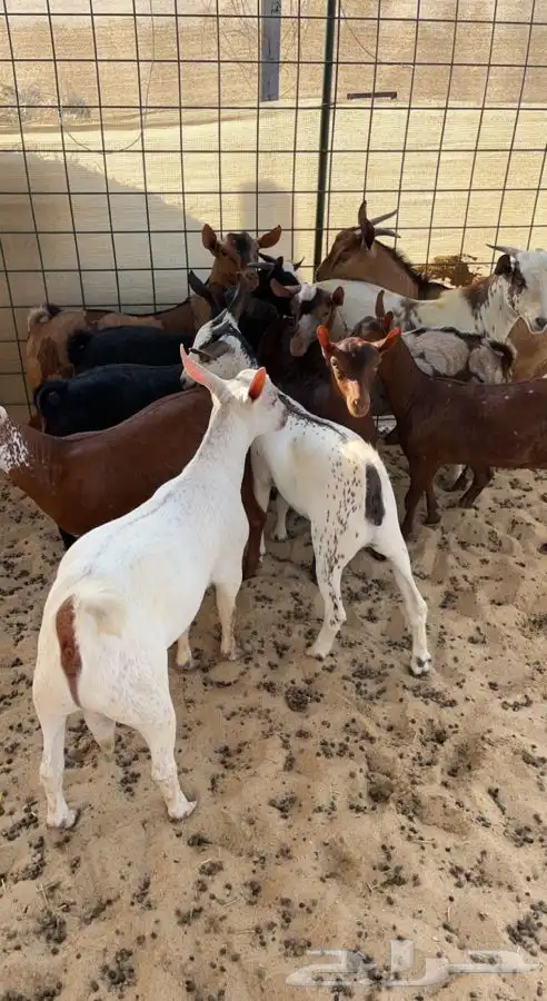 طبخ حنيذ بالمرخ لجميع المناسبات 18