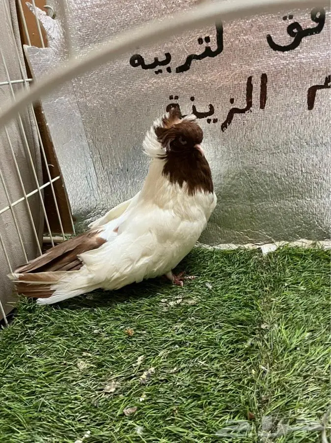 حمام ارباش امريكي 4