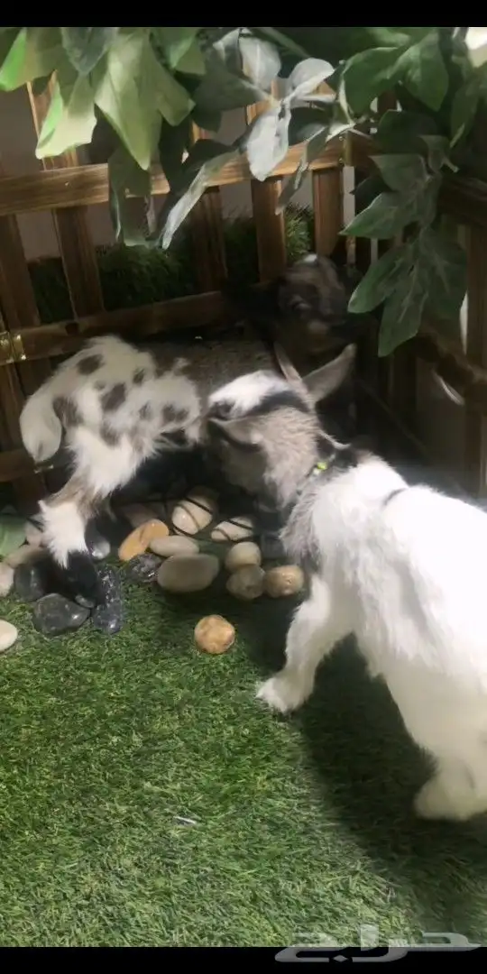 ماعز قزمي تشيكي جوز ذكر وانثي العمر اسبوعين 3