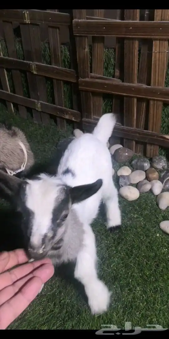 ماعز قزمي تشيكي جوز ذكر وانثي العمر اسبوعين 2