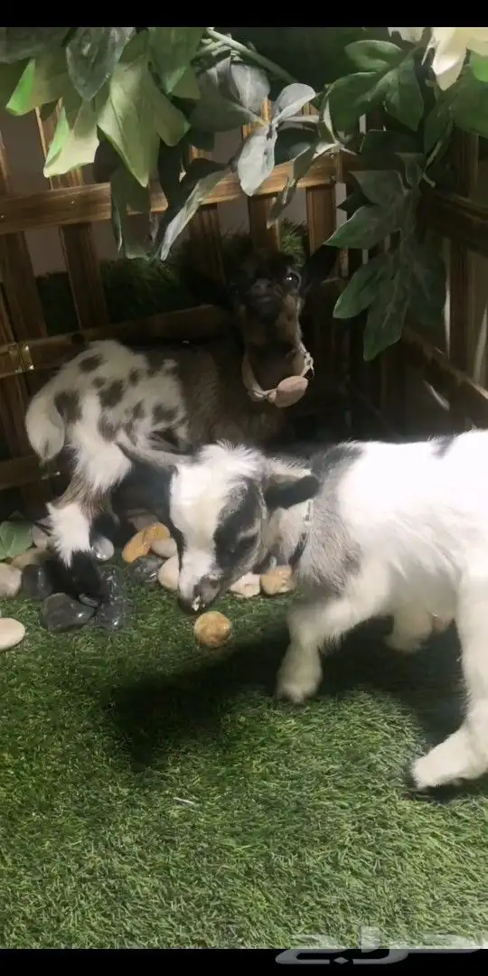 ماعز قزمي تشيكي جوز ذكر وانثي العمر اسبوعين 4