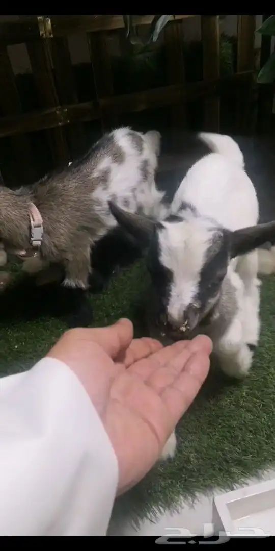 ماعز قزمي تشيكي جوز ذكر وانثي العمر اسبوعين 0