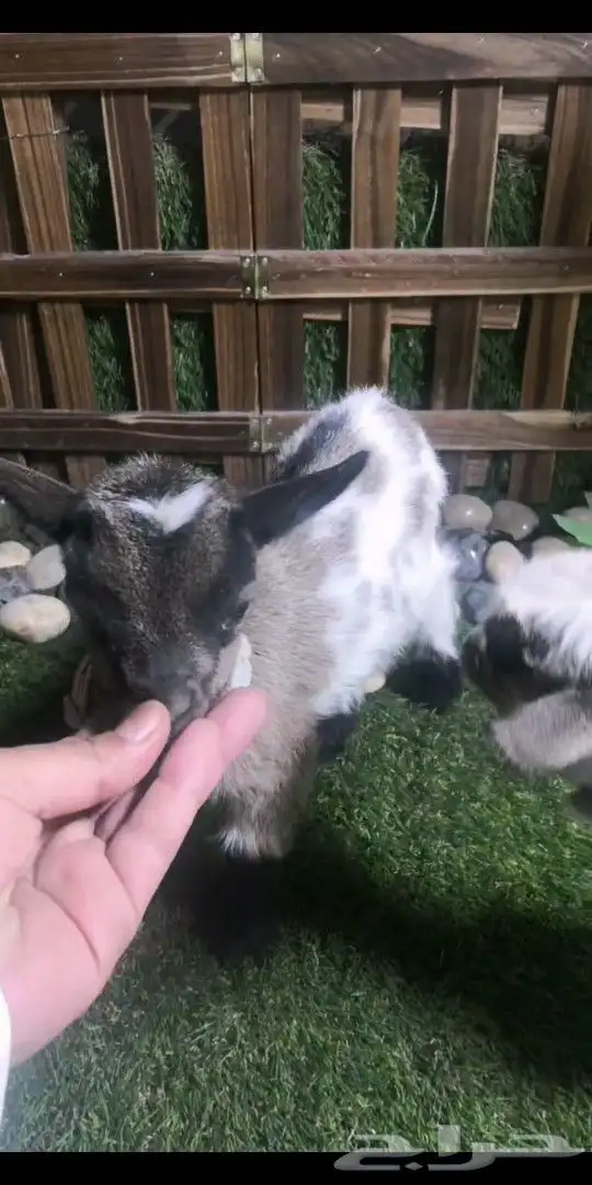 ماعز قزمي تشيكي جوز ذكر وانثي العمر اسبوعين 1