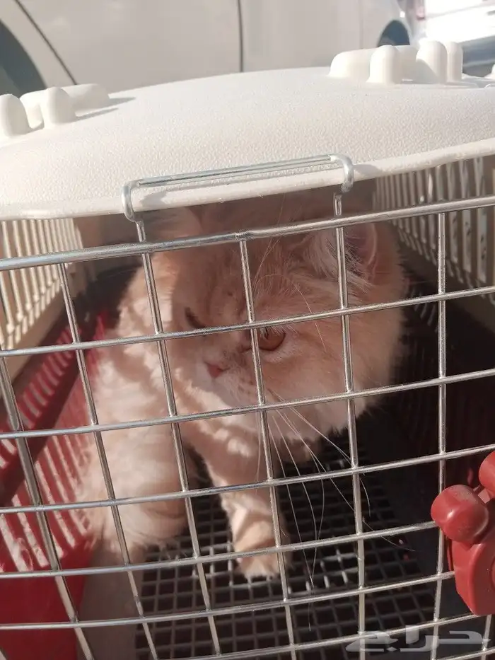 مندوب توصيل 0