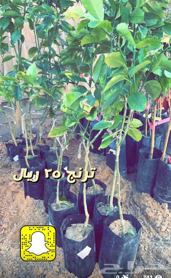 شتلات واشجار مثمره ومزهره وحجر مرو وفاخارات 6