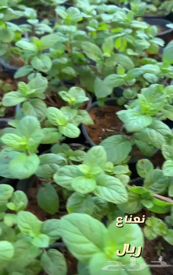 شتلات واشجار مثمره ومزهره وحجر مرو وفاخارات 4