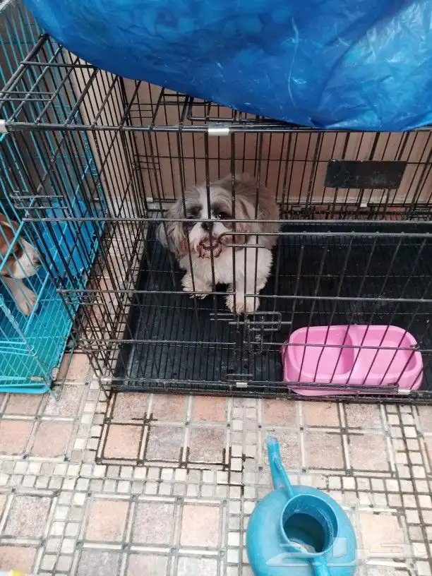 مندوب توصيل داخل وخارج ارياض 0