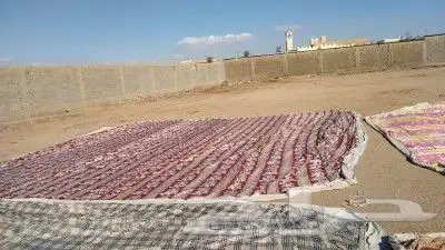 سقف خيمه جديد يصلح حق حلال 3