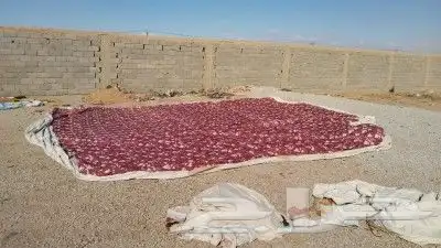 سقف خيمه جديد يصلح حق حلال 2