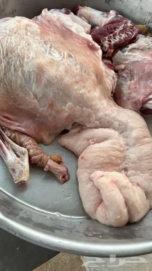 ذبايح تيوس وطليان كبار وسط وصغير مع الطبخ حنيذ بالمرخ 1
