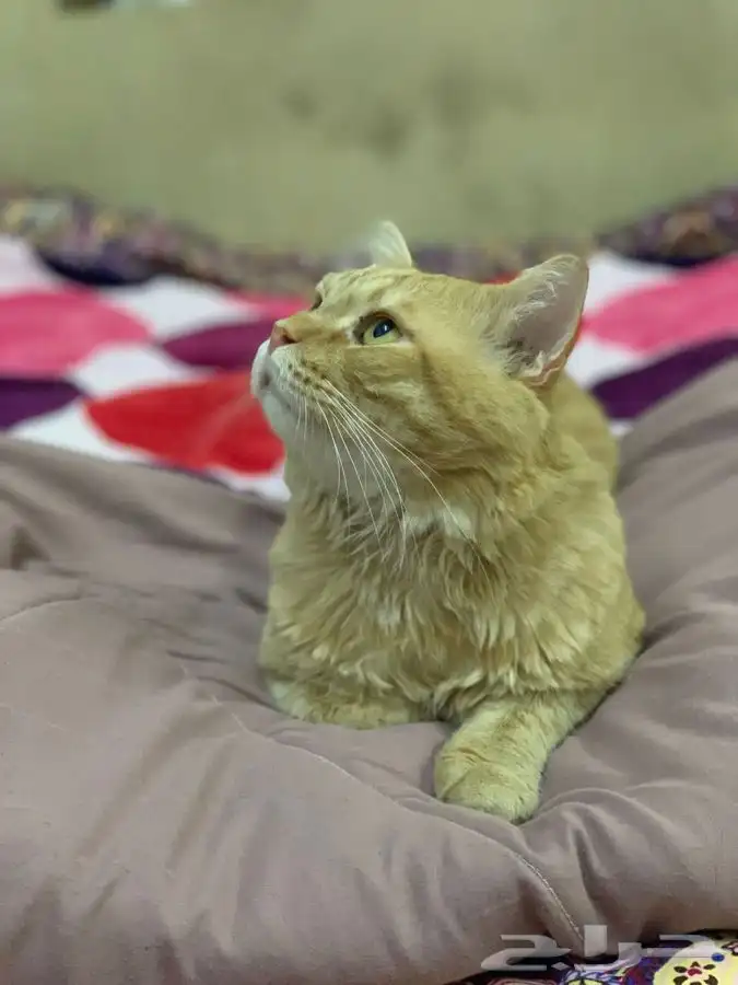 ذكر شيرازي طالب تزاوج 1