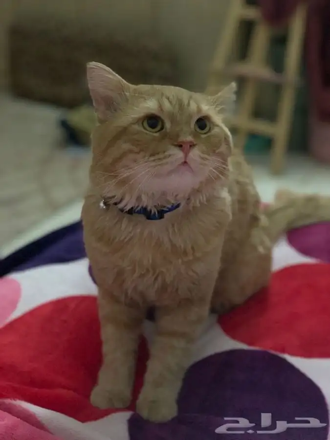 ذكر شيرازي طالب تزاوج 0