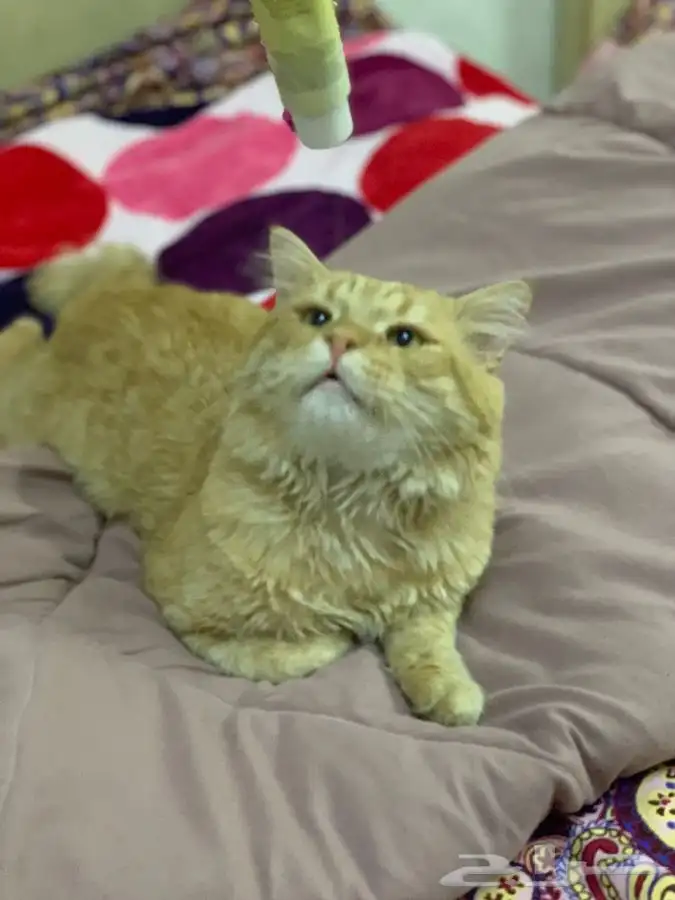 ذكر شيرازي طالب تزاوج 2