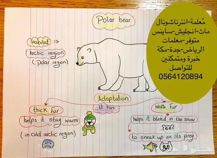 م علمة_تأسيس_مصرية   أهلي_حكومي_انترناشونال 0564120894 6