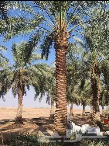 زراعه نخل واشنطن ونخيل عربي 5