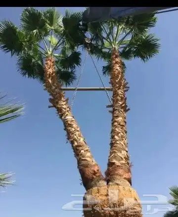 زراعه نخل واشنطن ونخيل عربي 6