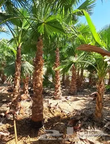 زراعه نخل واشنطن ونخيل عربي 3