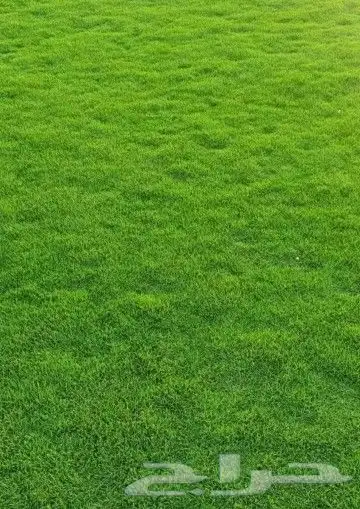 ثيل طبيعي نجيله 3