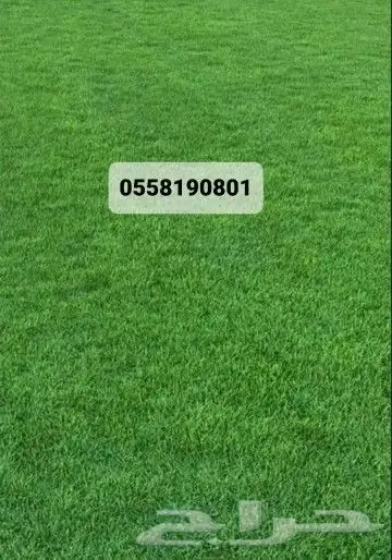 ثيل طبيعي نجيله 1