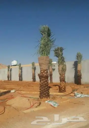 زراعه نخل واشنطن ونخيل عربي 7