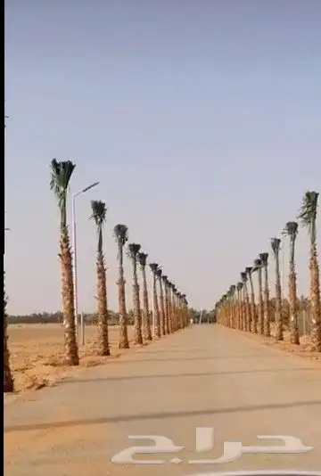 زراعه نخل واشنطن ونخيل عربي 2