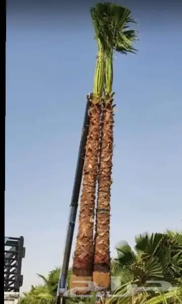 زراعه نخل واشنطن ونخيل عربي 1