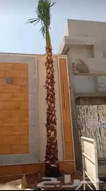 زراعه نخل واشنطن ونخيل عربي 8