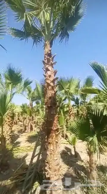 زراعه نخل واشنطن ونخيل عربي 4
