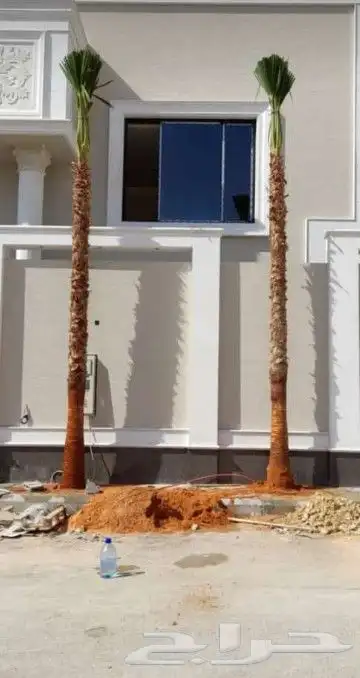 زراعه نخل واشنطن ونخيل عربي 0