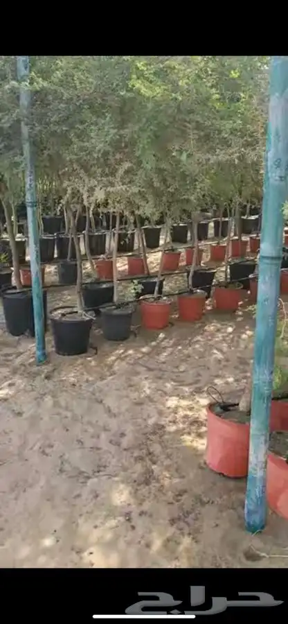 اشجار الغاف الاماراتي ( الغاف الرمادي) 1