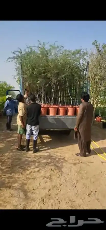 اشجار الغاف الاماراتي ( الغاف الرمادي) 0