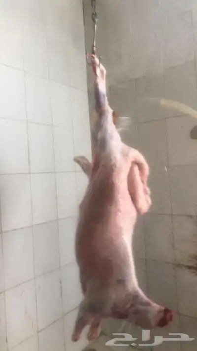 ذبايح حريه من البر مع الذبح والتوصيل 4