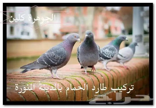 طارد الحمام بالمدينة المنورة 0536591696 9