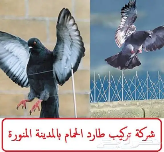 طارد الحمام بالمدينة المنورة 0536591696 12