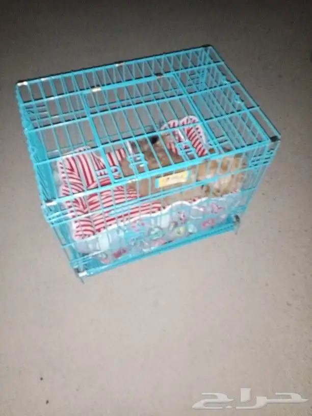 كبتن توصيل داخل وخارج ارياض 0