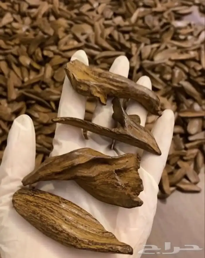 بخور عود 1