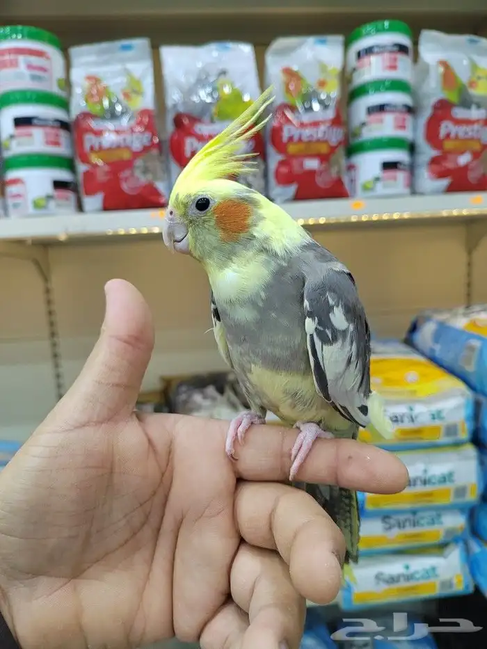 ببغاء روز كروان اليف 4
