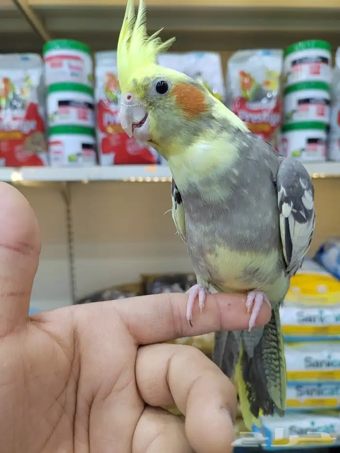 ببغاء روز كروان اليف 7