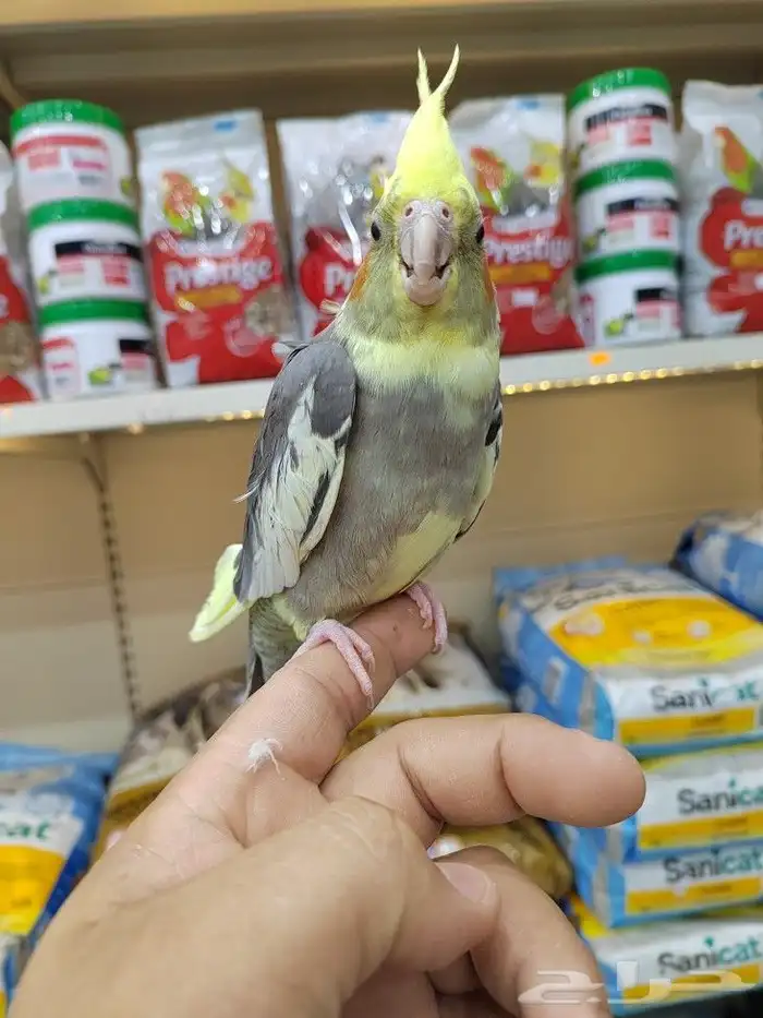 ببغاء روز كروان اليف 6