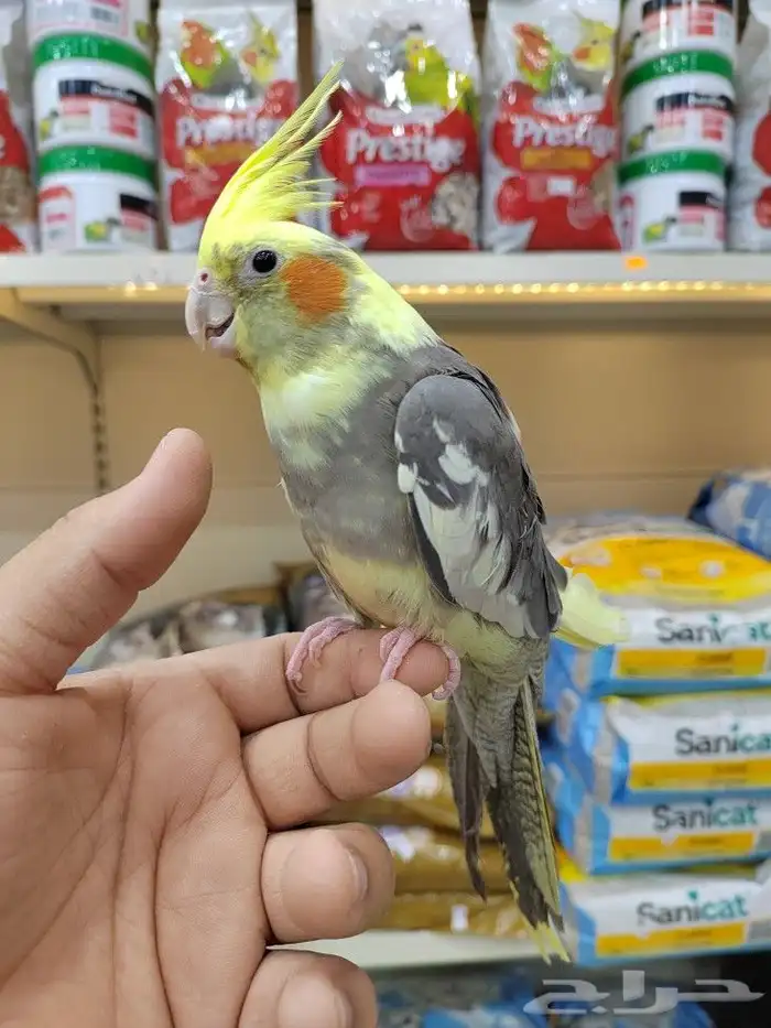 ببغاء روز كروان اليف 9