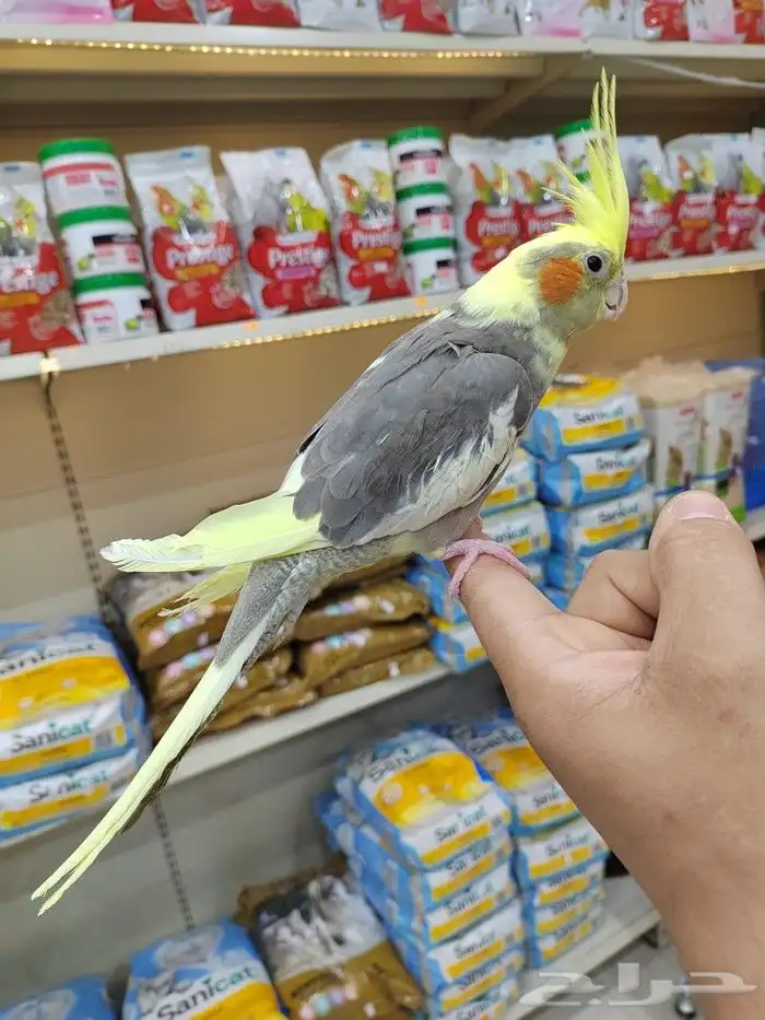 ببغاء روز كروان اليف 11
