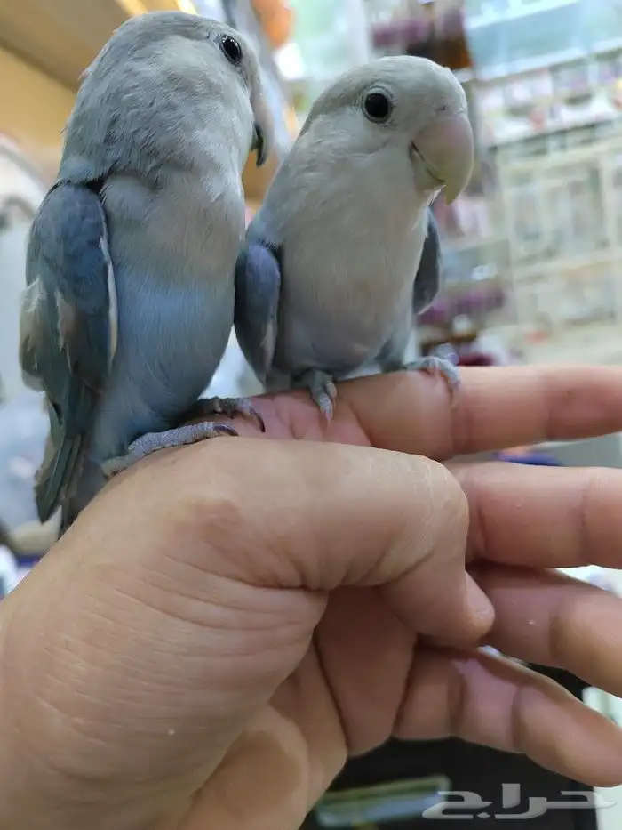 ببغاء روز كروان اليف 3