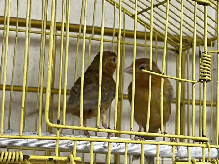 كناري مغرد 14