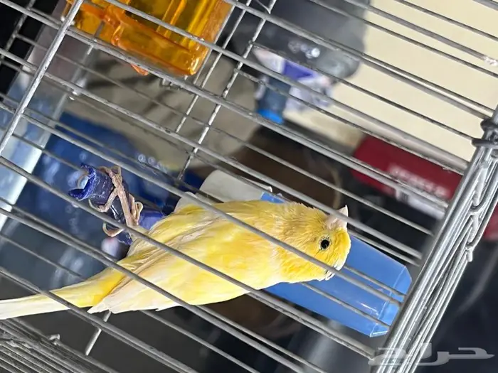 كناري مغرد 1