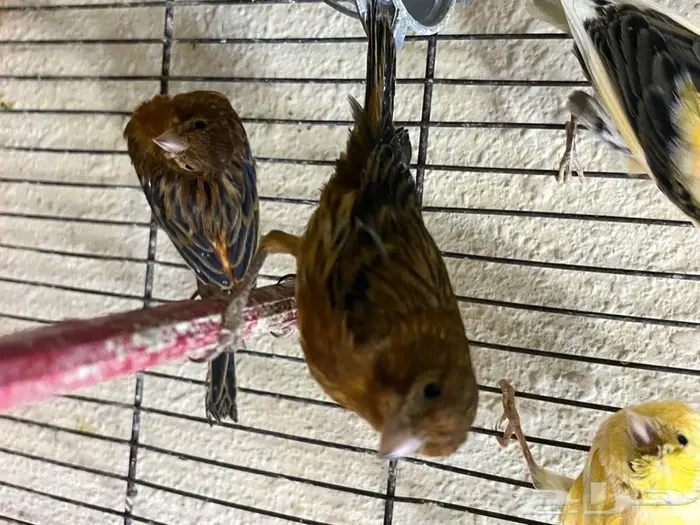 كناري مغرد 9