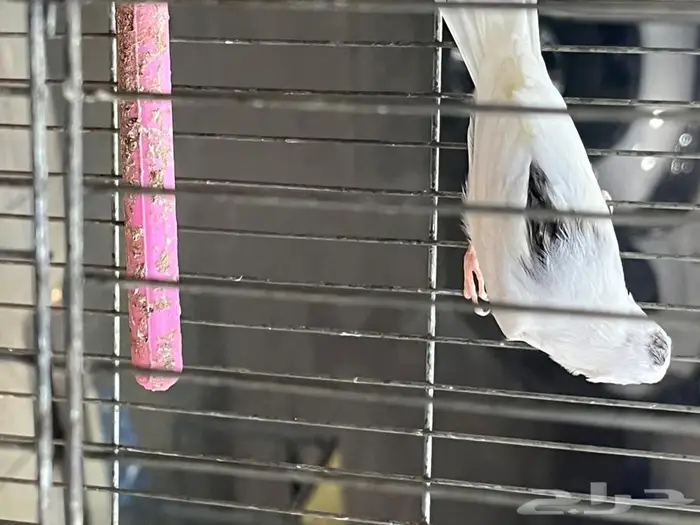 كناري مغرد 12