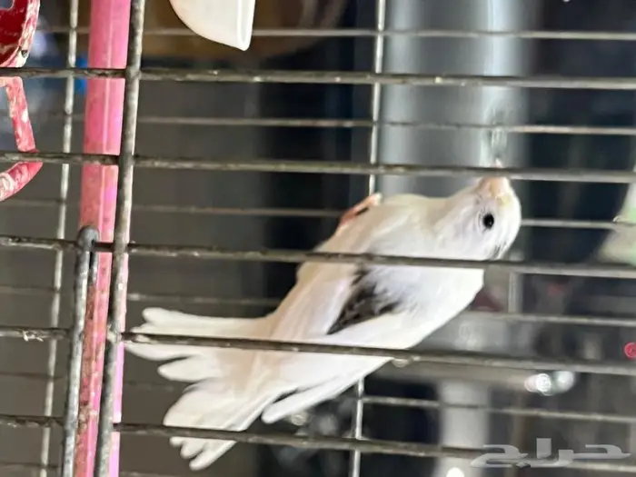 كناري مغرد 2