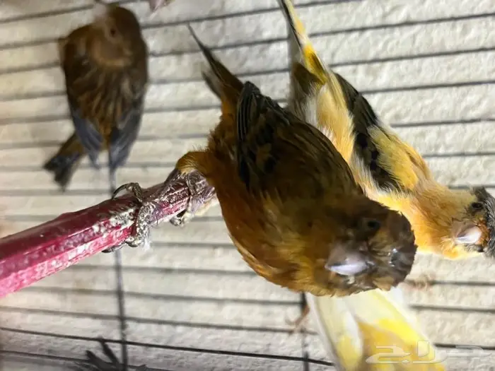 كناري مغرد 10