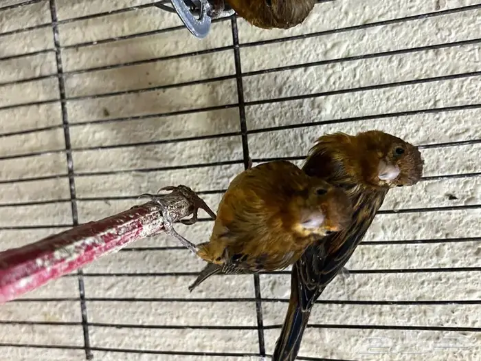 كناري مغرد 11